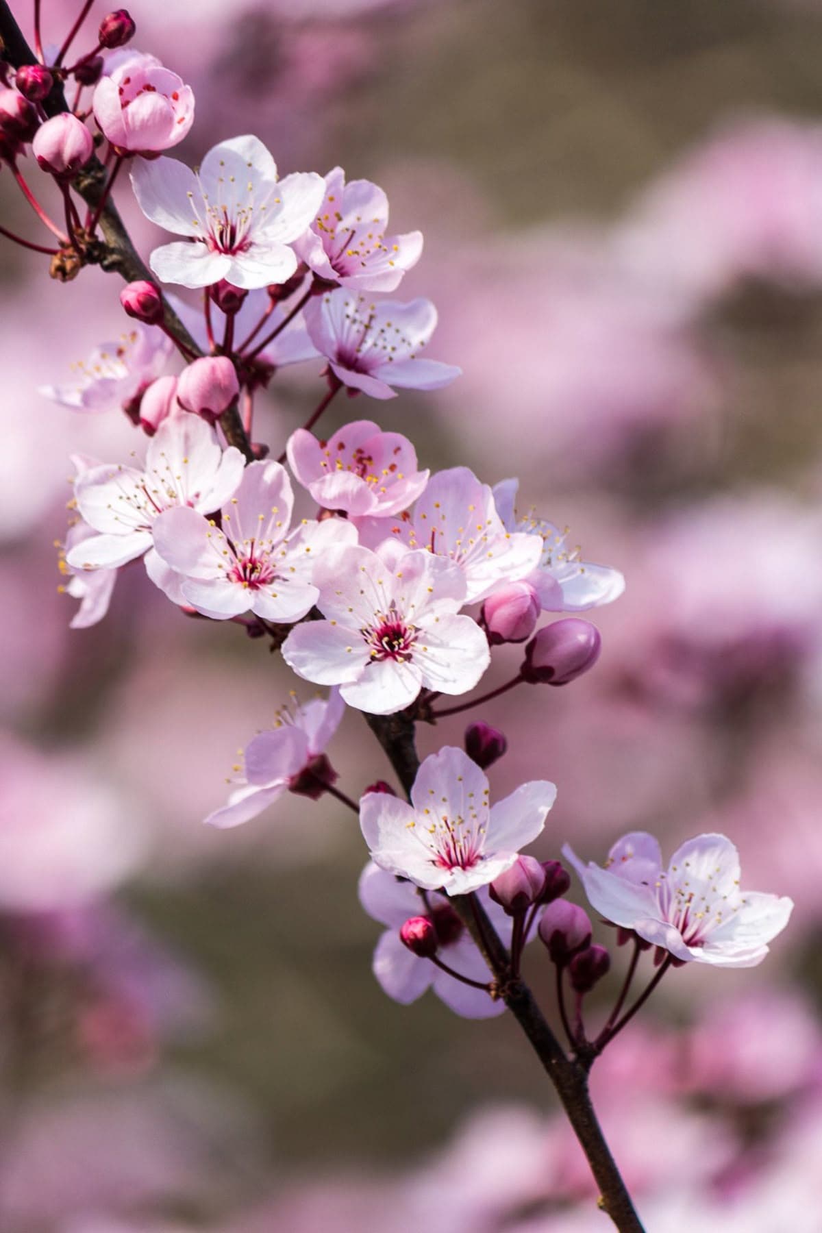 Cherry blossom branch